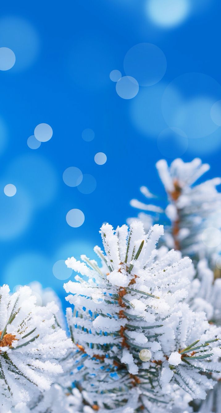 716x1334  iPhone 6/6S Wallpaper | Android wallpaper flowers, Cool pictures for  wallpaper, Winter wallpaper