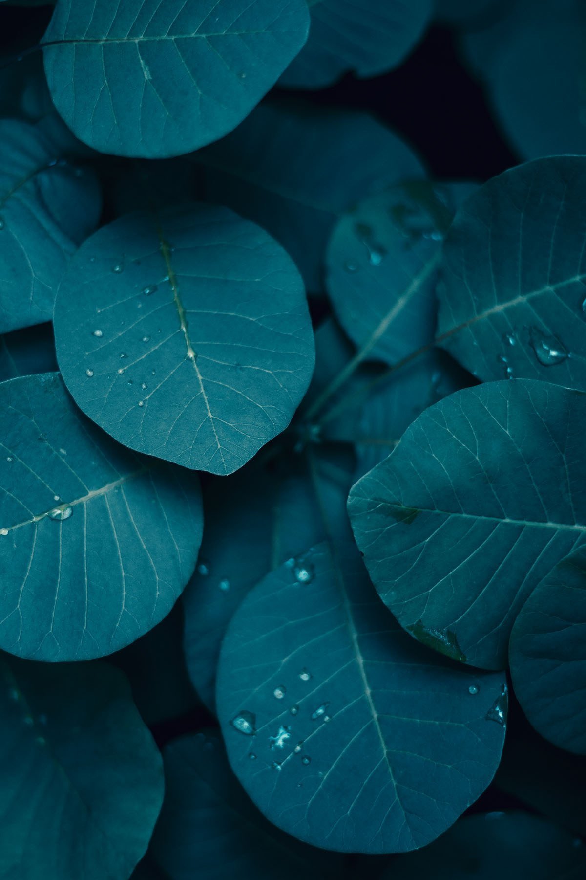 1200x1800  Бирюзовые обои на айфон - 70 фото