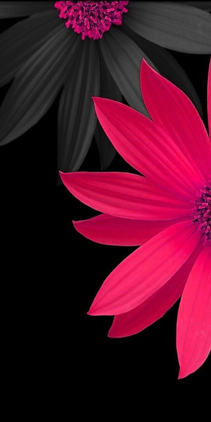 720x1440  Pink flowers wallpaper, Beautiful wallpapers, Flower background wallpaper