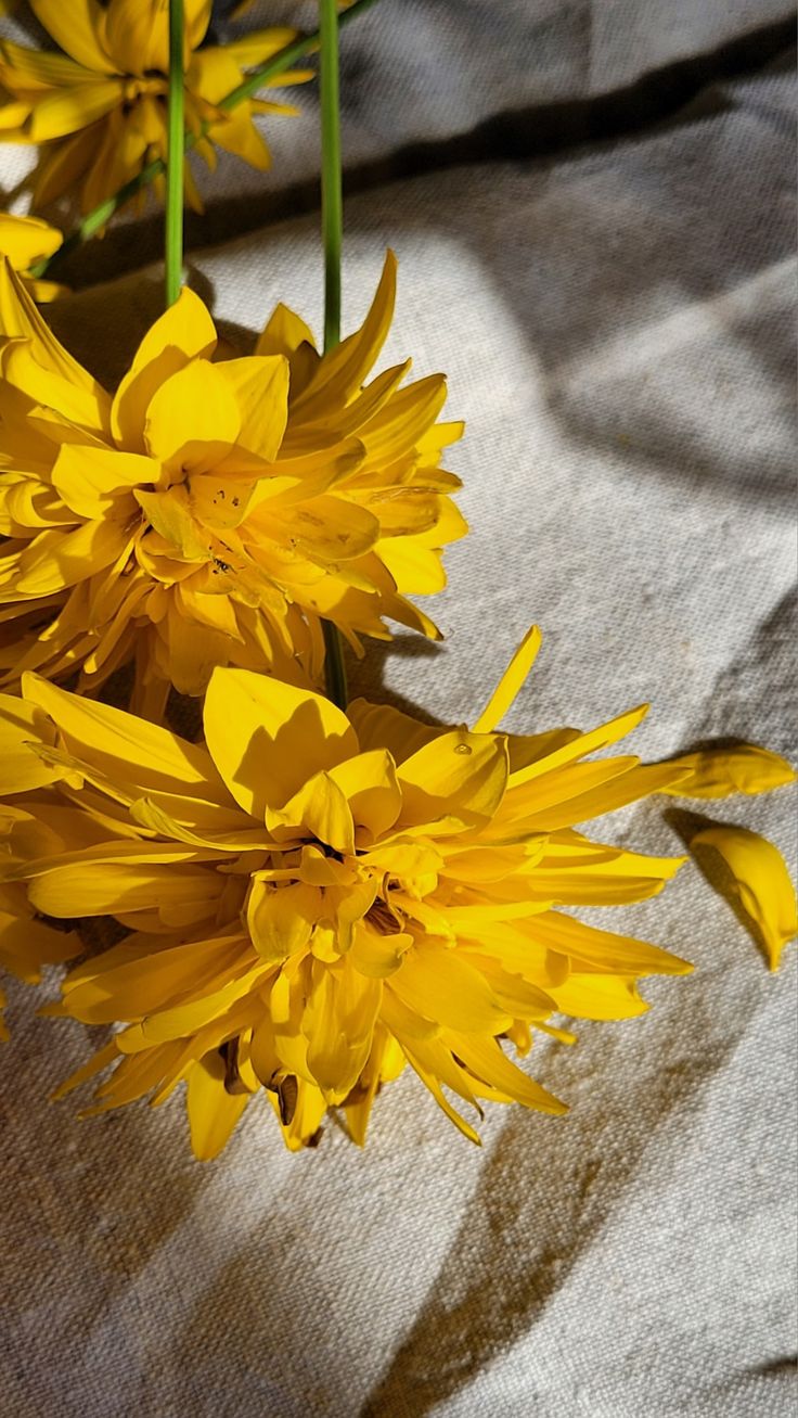736x1307  Жёлтые цветы Эстетика в 2023 г | Цветы, Желтые цветы, Цветок
