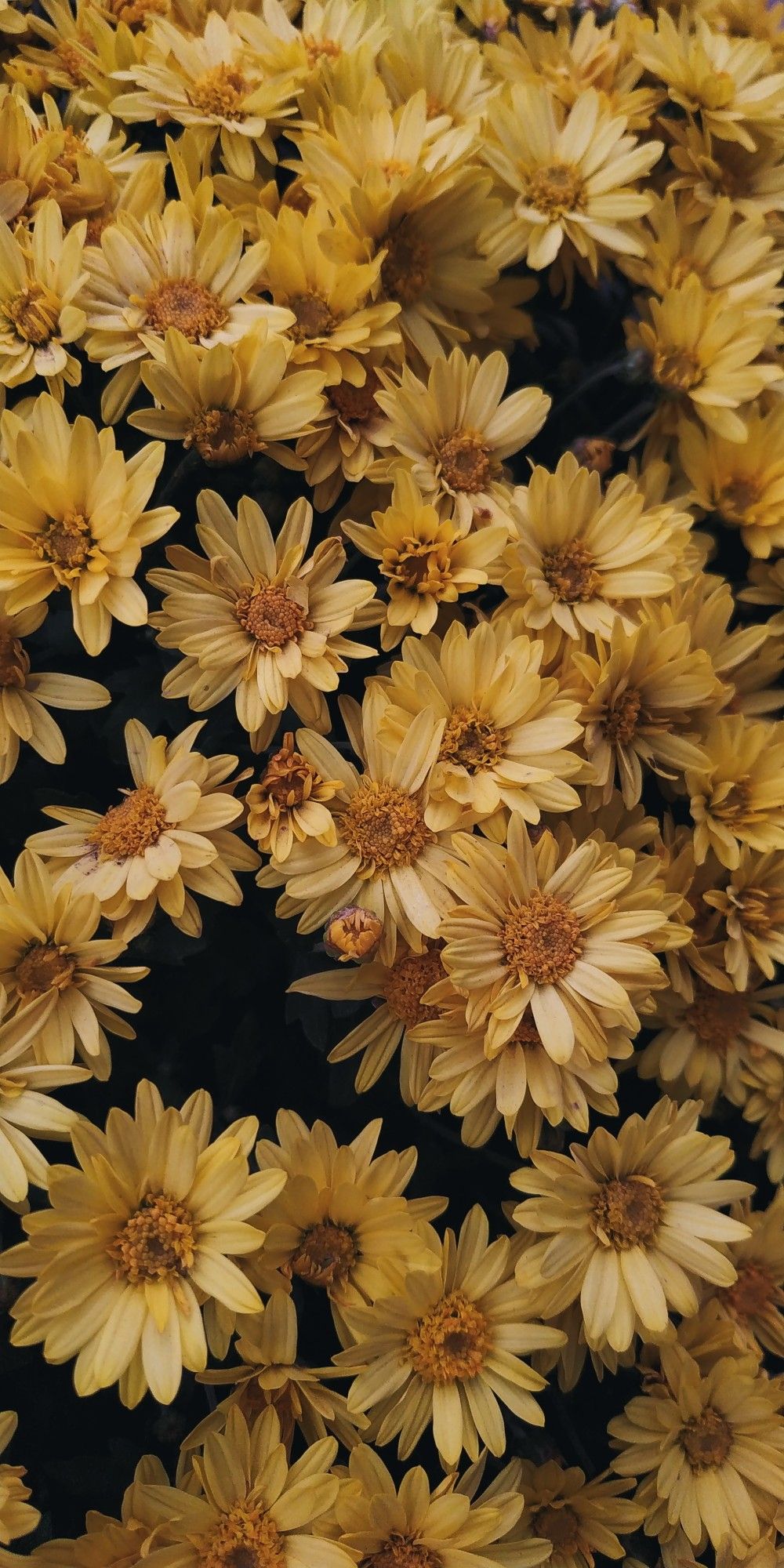 1000x2000  Жёлтые цветы обои на телефон | Wallpaper nature flowers, Flower background  wallpaper, Flower iphone wallpaper