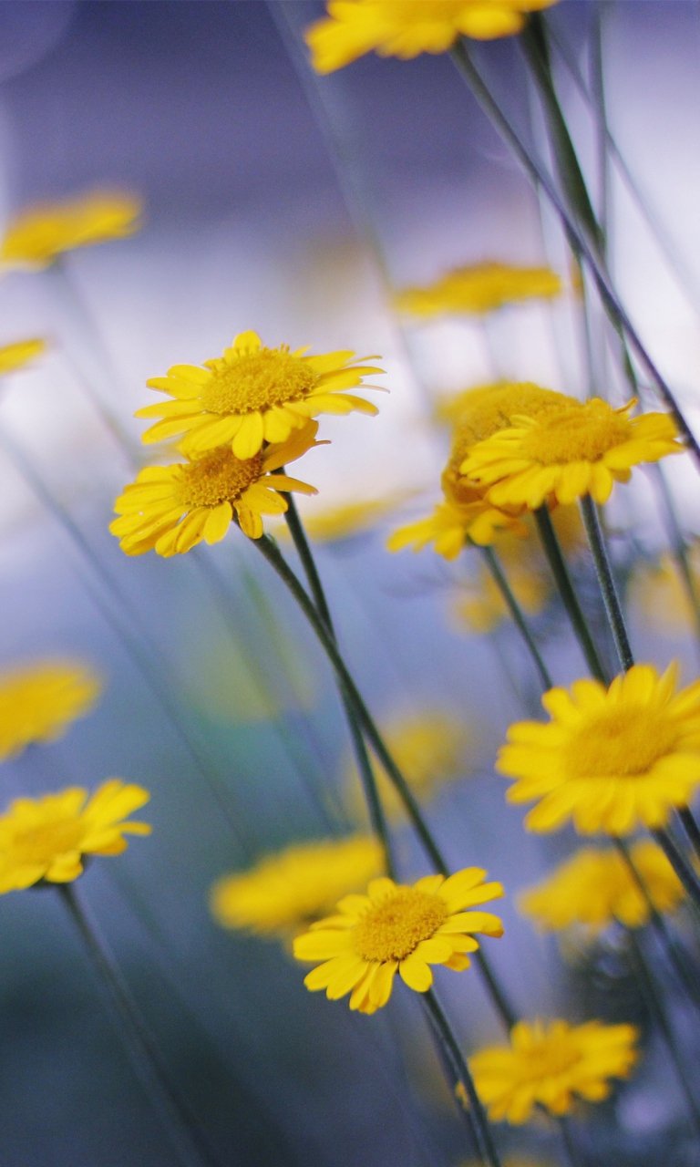 768x1280  Desktop Wallpapers tulip Yellow Fields Flowers Many 1080x1920