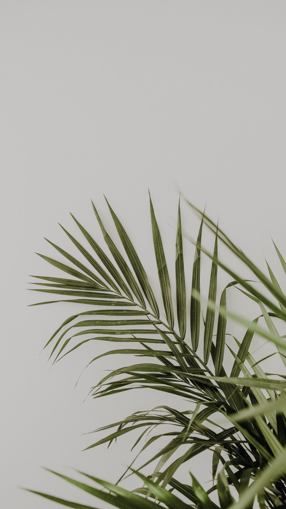 938x1668  Скачать 938x1668 пальма, листья, минимализм, растение, зеленый обои,  картинки iphone 8/7/6s/6 for parallax
