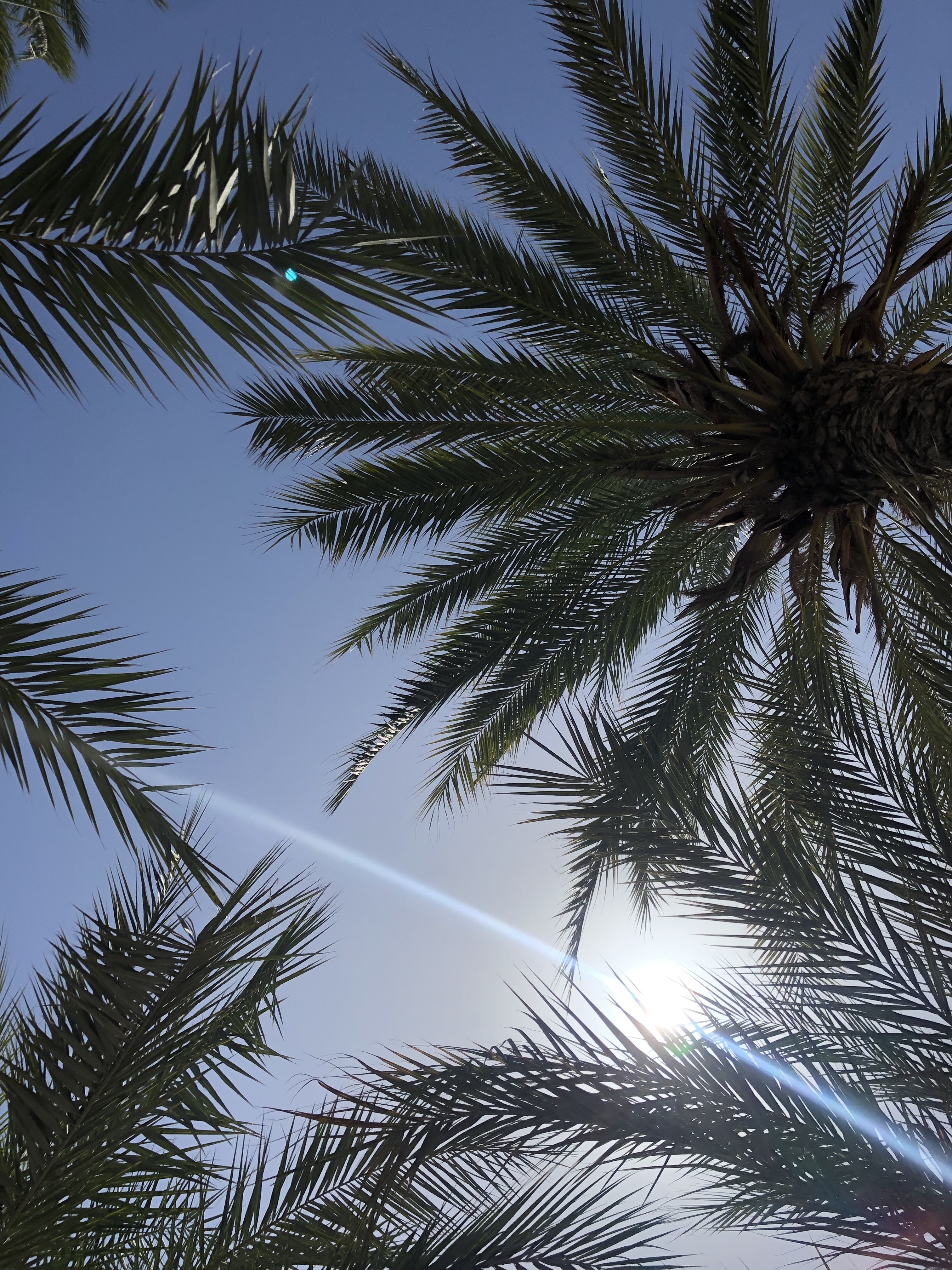 3024x4032  Обои пальма | Пальма, Пейзажи, Пальмовые деревья