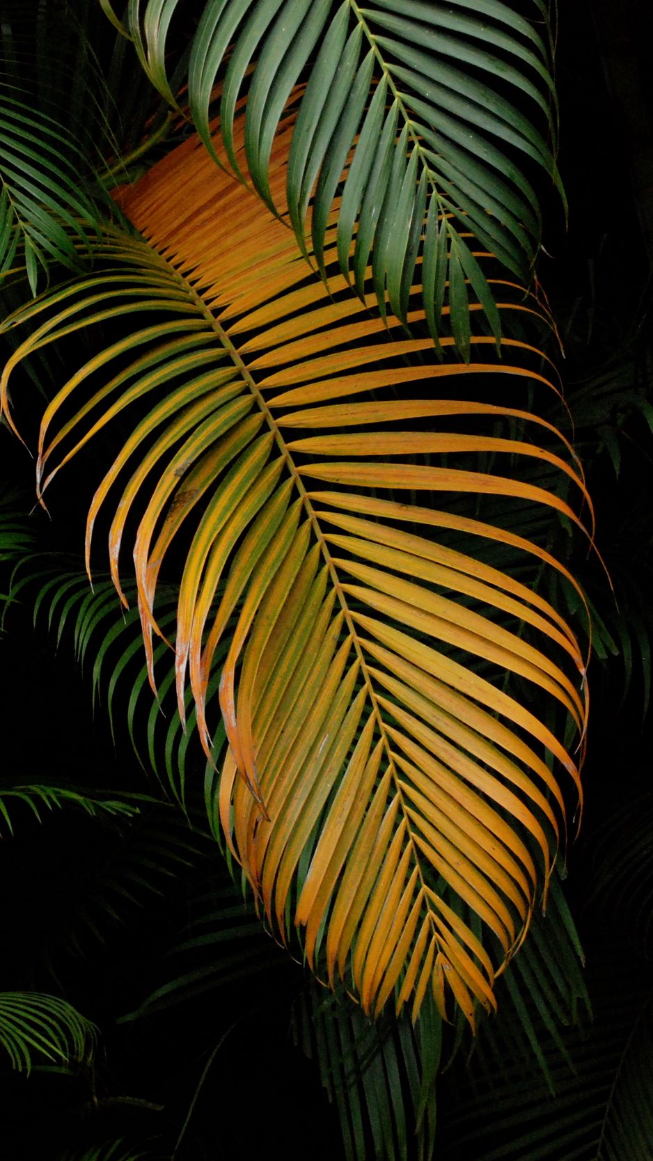 938x1668  Скачать 938x1668 пальмы, листья, макро, зеленый обои, картинки iphone  8/7/6s/6 for parallax