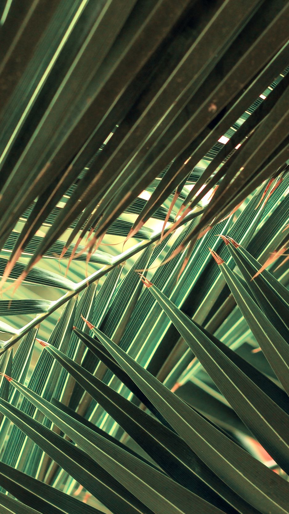 938x1668  Скачать 938x1668 листья, пальма, зеленый, тропики, резной обои, картинки  iphone 8/7/6s/6 for parallax