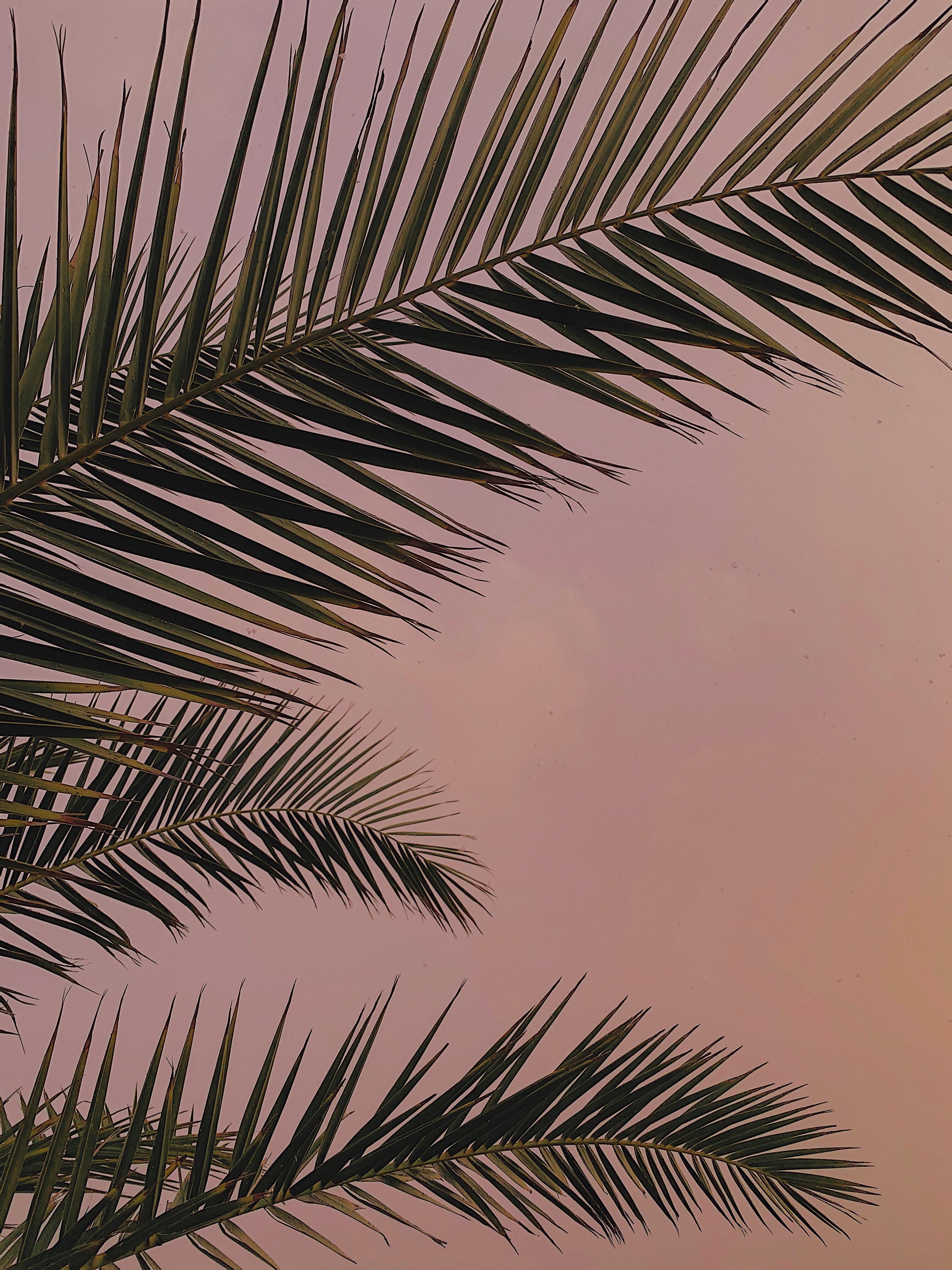 3024x4032  Скачать обои и картинки листья, пальма, фон для рабочего стола в разрешении  3024x4032