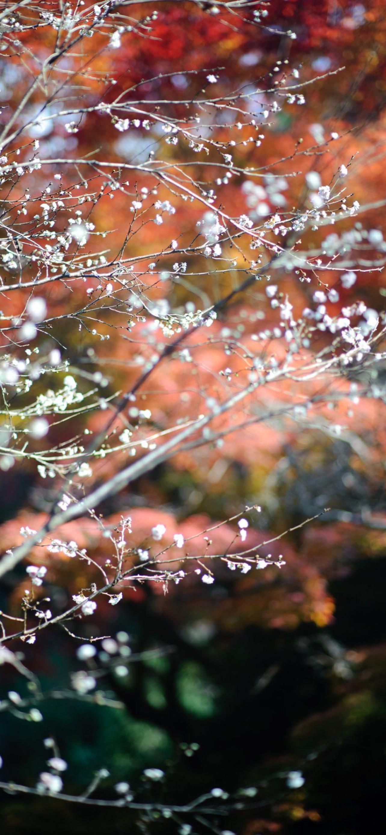 1284x2778  Ноябрь обои на телефон [30+ изображений]