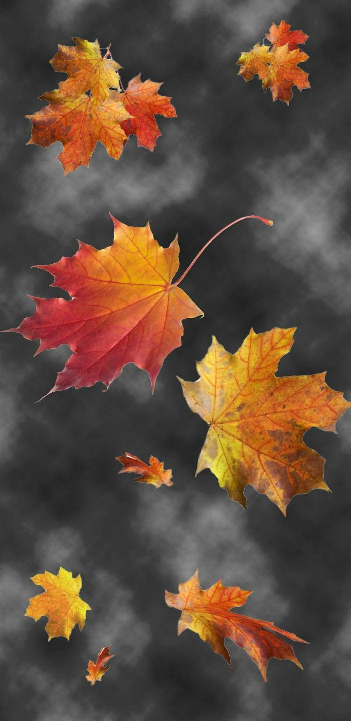 701x1440  Красивые обои на телефон про ноябрь и осень 2022 год