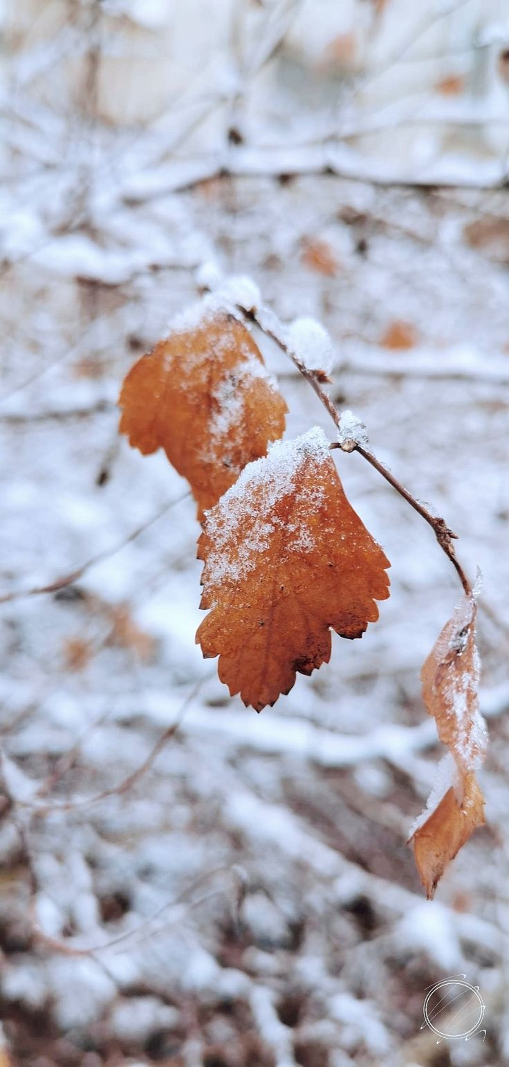 736x1543  Зимние листья. Обои на телефон. Заставка. Фон для сторис в 2023 г |  Заставка, Обои, Листья