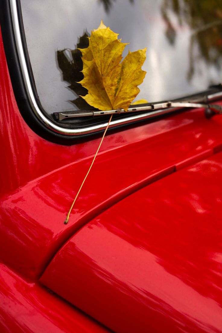 736x1104  Осень. Обои на телефон | Осень, Ретро, Листья