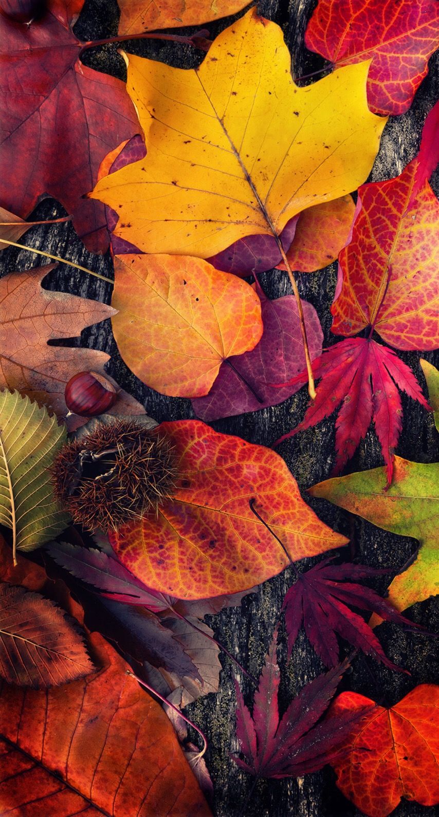 854x1590  Pin by Лисена on Цвета осени | Autumn scenes, Iphone wallpaper fall, Fall  pictures