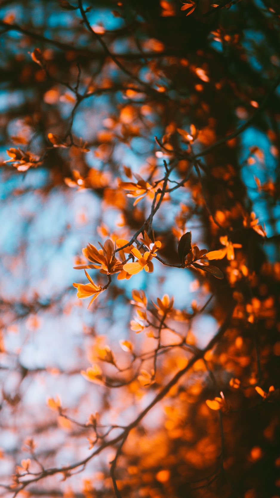 938x1668  Скачать 938x1668 ветки, размытость, осень, листья обои, картинки iphone  8/7/6s/6 for parallax