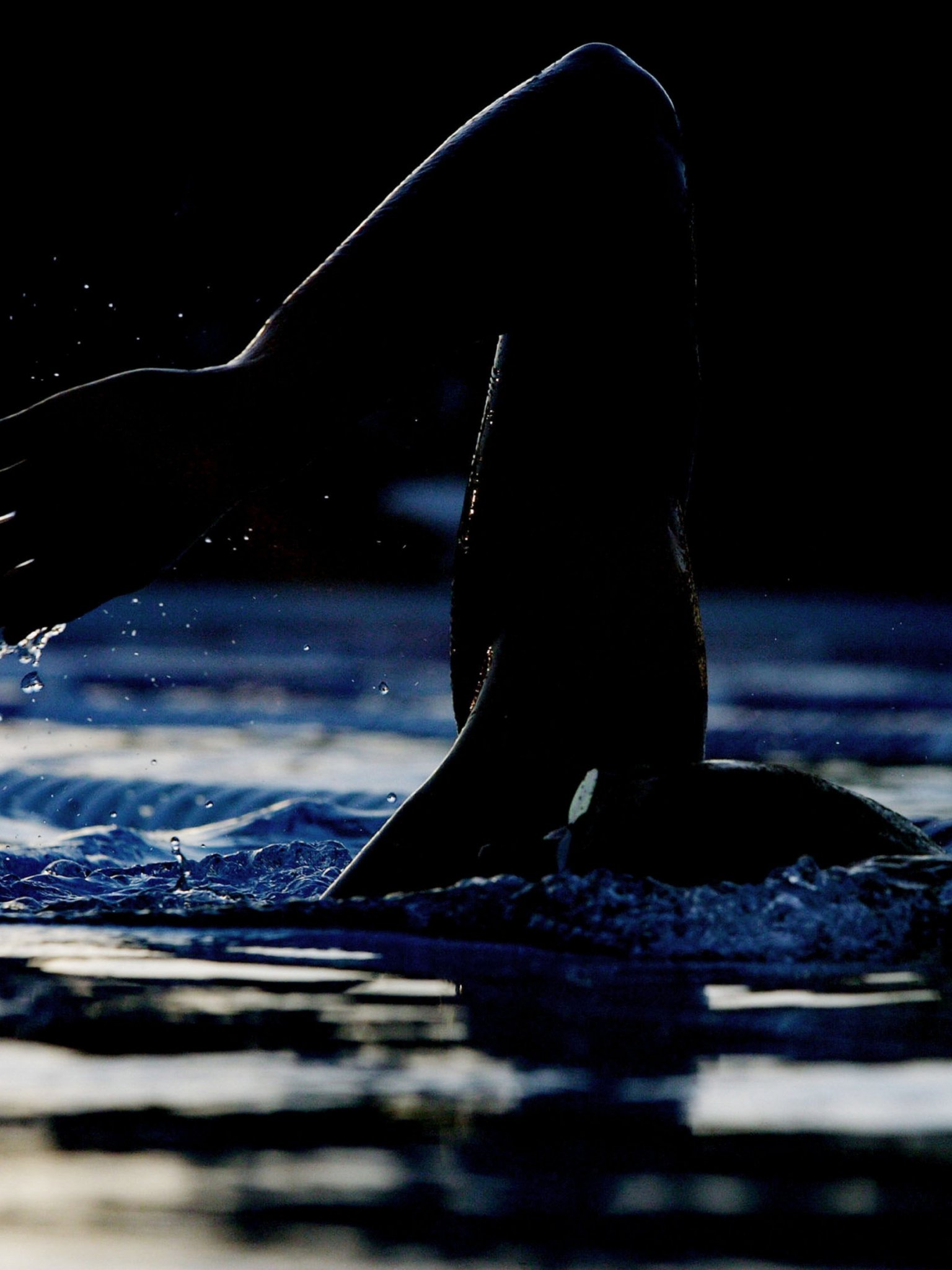 1536x2048  Обои на телефон плавание - 66 фото