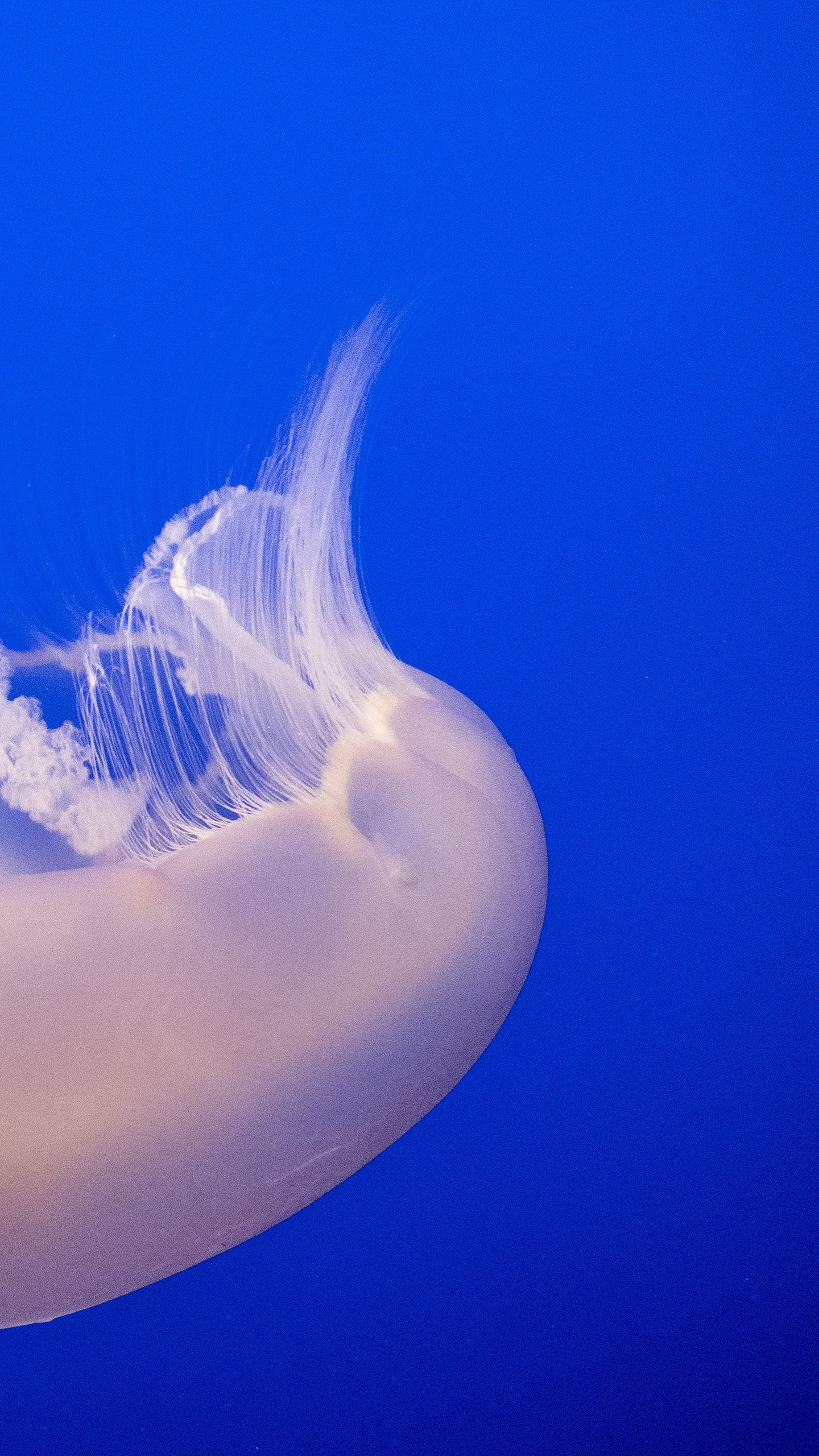 1440x2560  Обои на телефон медуза, щупальцы, плавание, вода, макро - скачать бесплатно  в высоком качестве из категории \"Животные\"