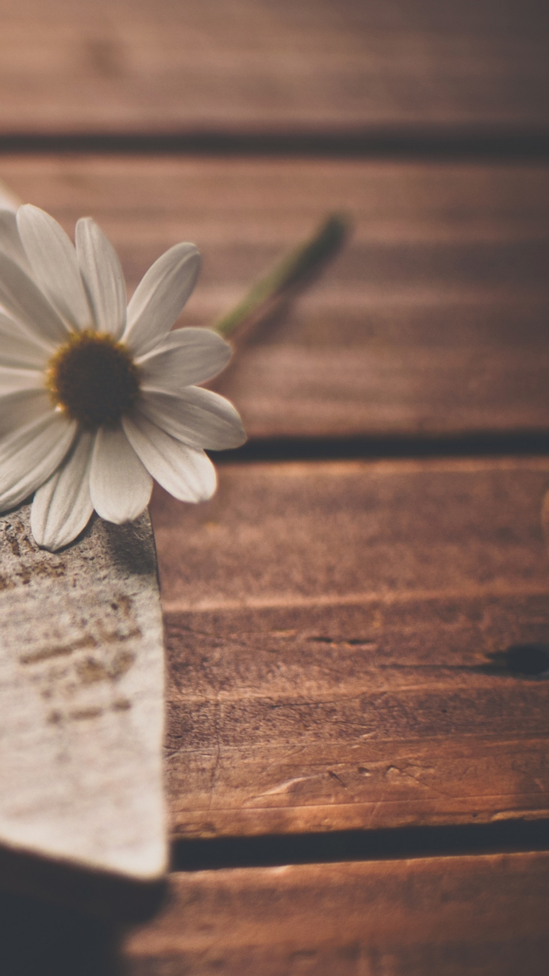 1080x1920  Обои сердце, лепесток, любовь, шрифт, романтические отношения на телефон  Android, 1080x1920 картинки и фото бесплатно