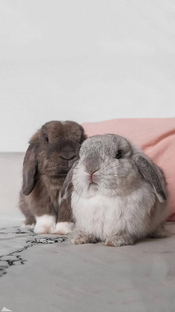 675x1200  Кролик 🐇 | 🌸Обои, картинки на телефон💮 | Дзен