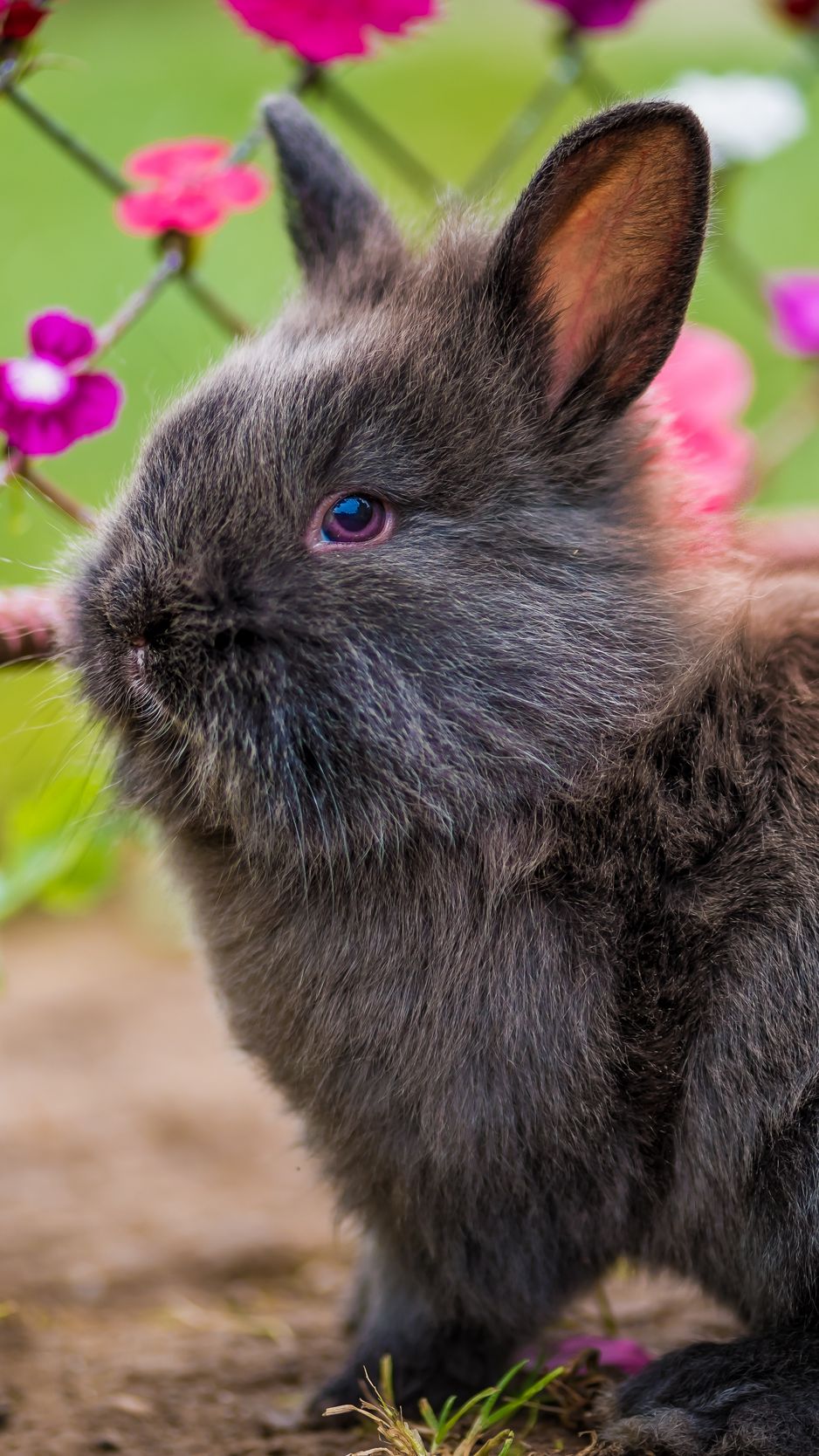 938x1668  Скачать 938x1668 кролик, пушистый, цветы обои, картинки iphone 8/7/6s/6 for  parallax