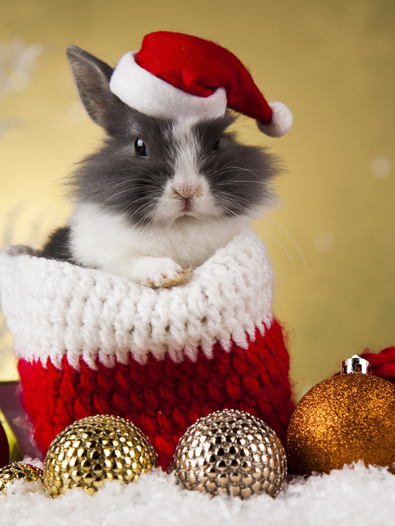 1350x1800  Ржачный арт новогодний кролик домашних животных - 52 фото