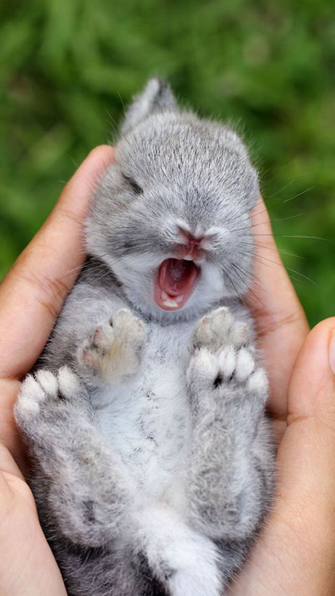 675x1200  Épinglé sur Обои