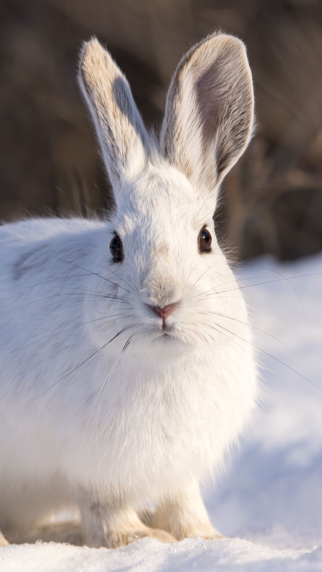1080x1920  Скачать 1080x1920 кролик, животное, белый, снег, зима обои, картинки  samsung galaxy s4, s5, note, sony xperia z, z1, z2, z3, htc one, lenovo vibe