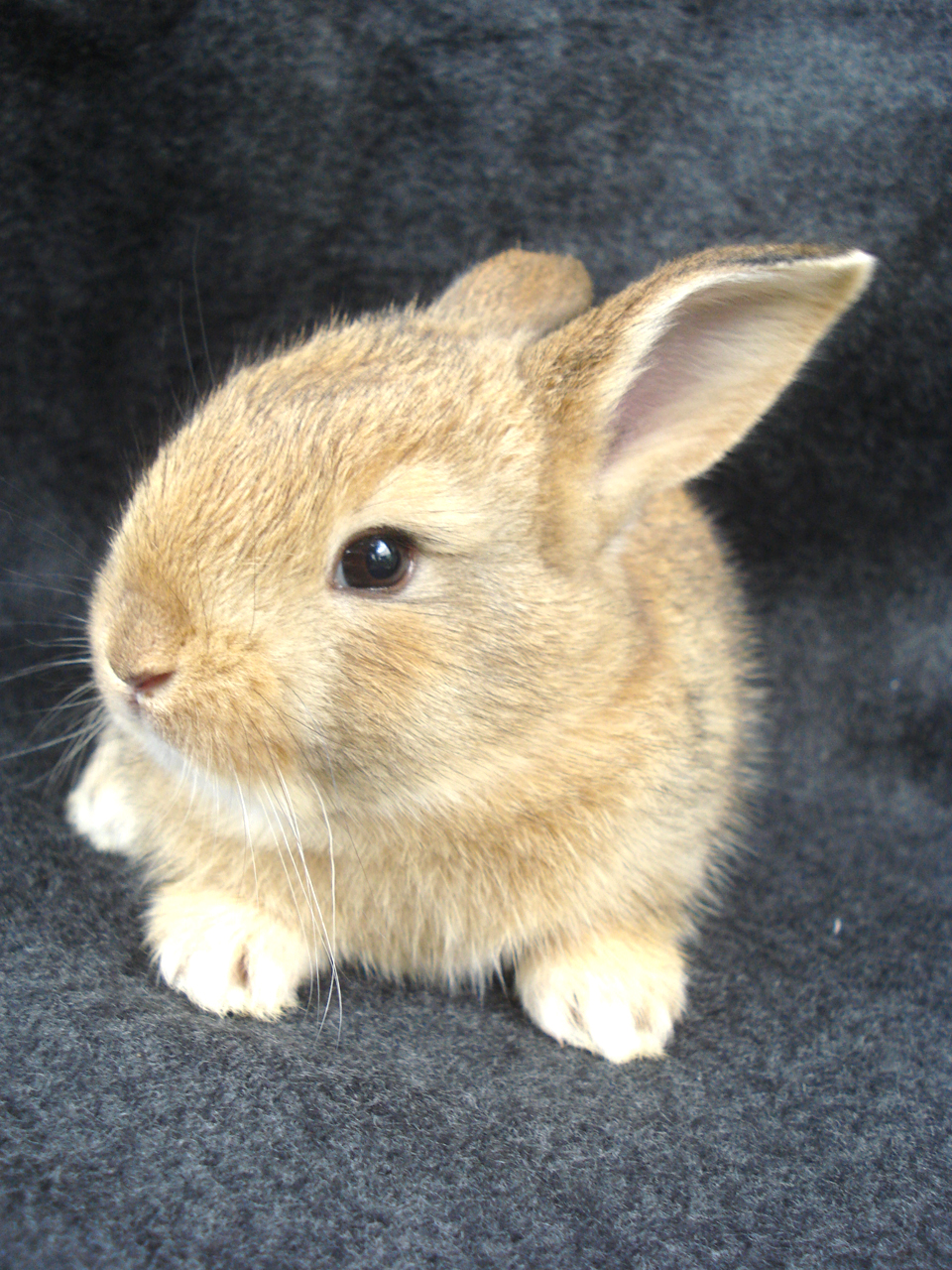 960x1280  Кролики, зайцы. Обои, фото.. Обсуждение на LiveInternet - Российский Сервис  Онлайн-Дневников