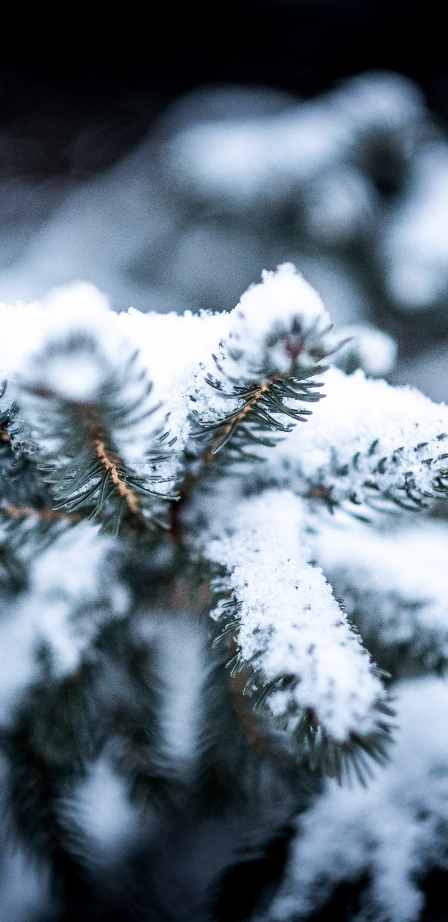 1440x2960  Зима обои на Samsung Galaxy S8/S8+/S9/S9+/Note 8/Note 9 QHD, лучшие  1440x2960 заставки на телефон | Akspic