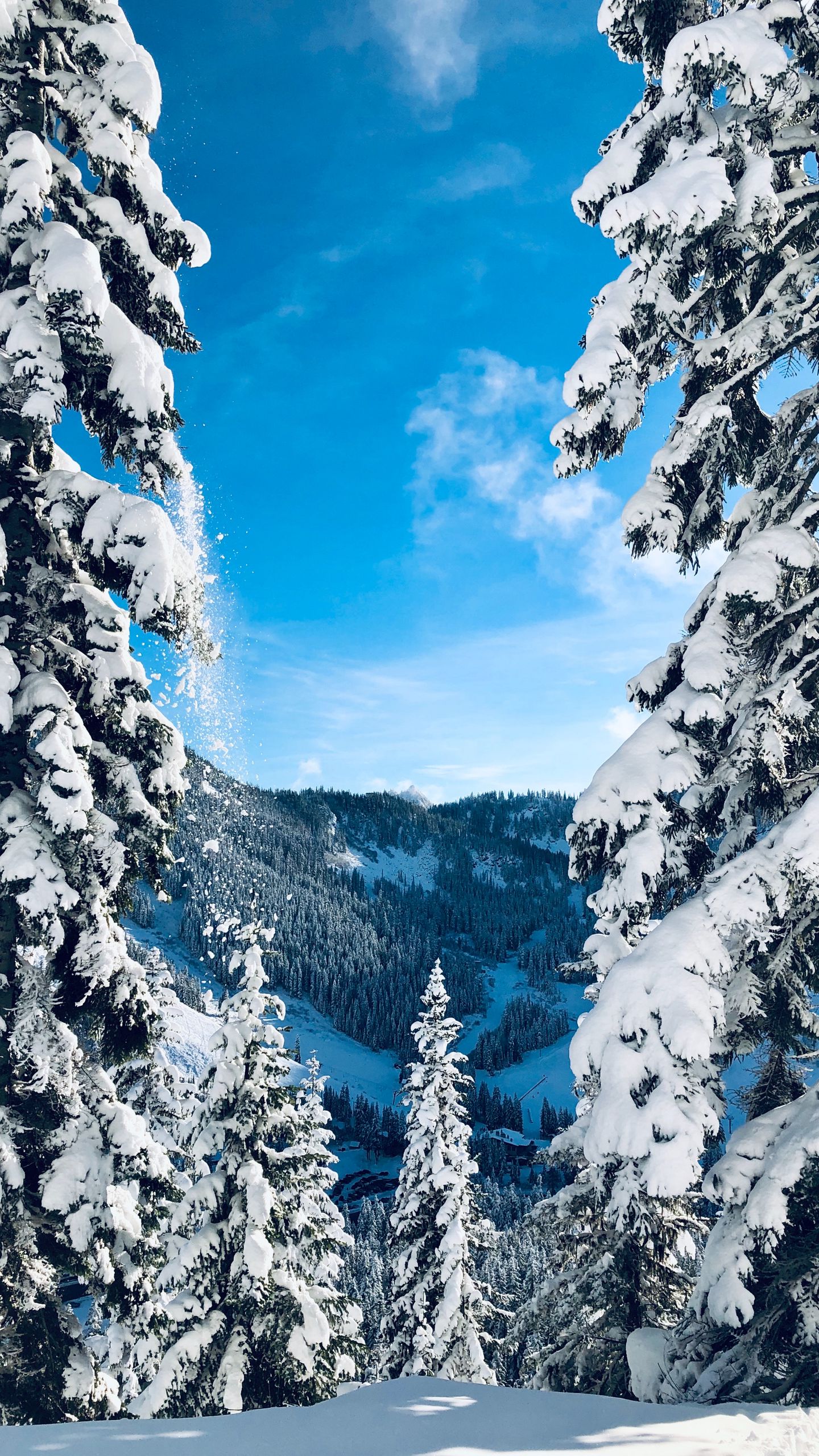 1440x2560  Скачать 1440x2560 зима, снег, елки, деревья, заснеженный, пейзаж обои,  картинки qhd samsung galaxy s6, s7, edge, note, lg g4