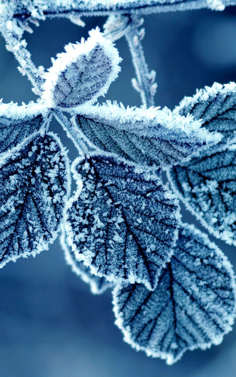 800x1280  Скачать 800x1280 листья, иней, зима, снег, холод обои, картинки samsung  galaxy note gt-n7000, meizu mx2