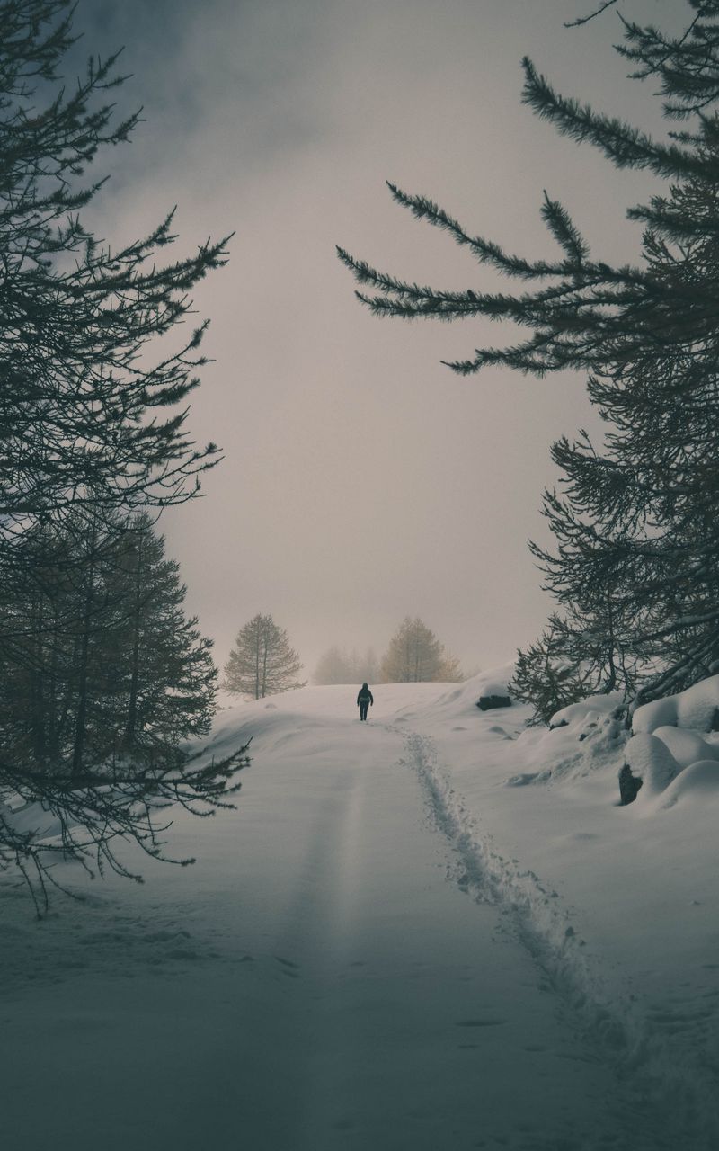 800x1280  Скачать 800x1280 зима, снег, силуэт, лес, деревья обои, картинки samsung  galaxy note gt-n7000, meizu mx2