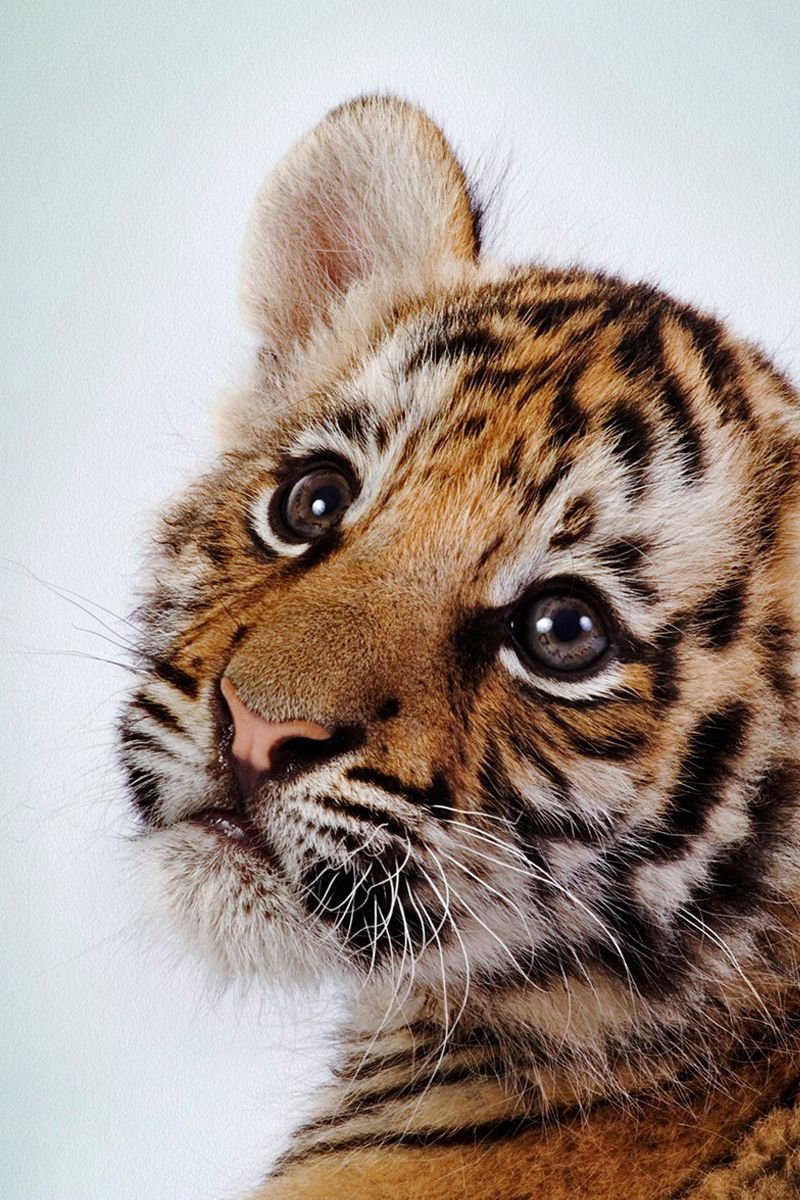 800x1200  Обои \"Тигр\" на рабочий стол, скачать бесплатно лучшие картинки Тигр на  заставку ПК (компьютера) | mob.org