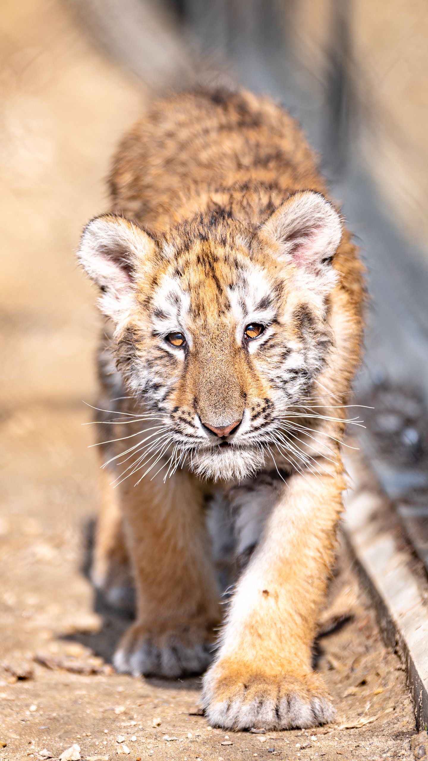 1440x2560  Тигр и кот картинка - 68 фото