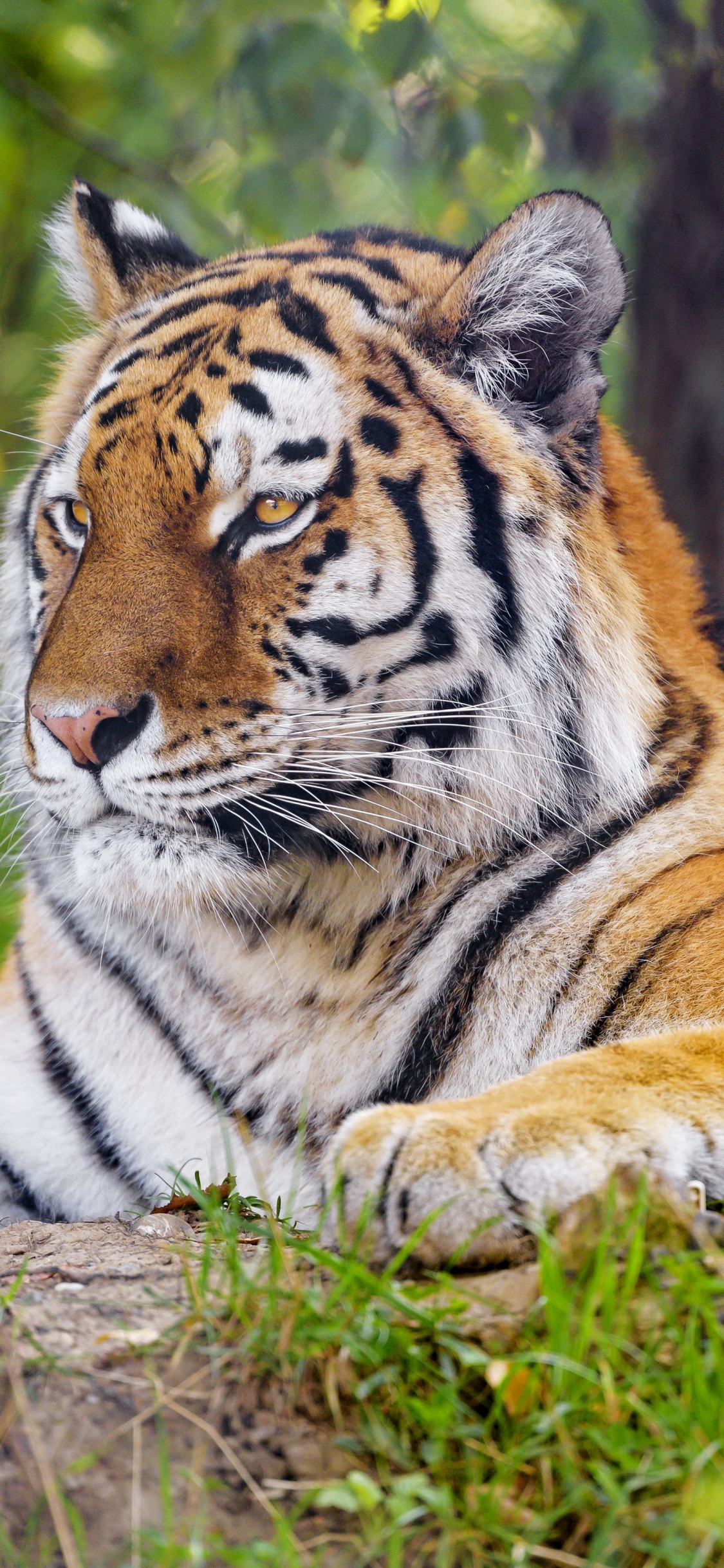 1125x2436  Обои на смартфон тигр - 64 фото