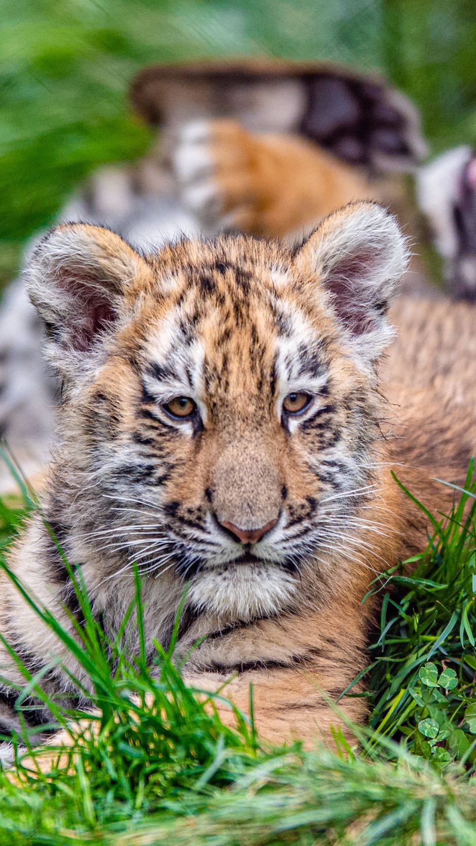 938x1668  Обои на телефон тигренок, тигр, взгляд, большая кошка, дикая природа -  скачать бесплатно в высоком качестве из категории \"Животные\"