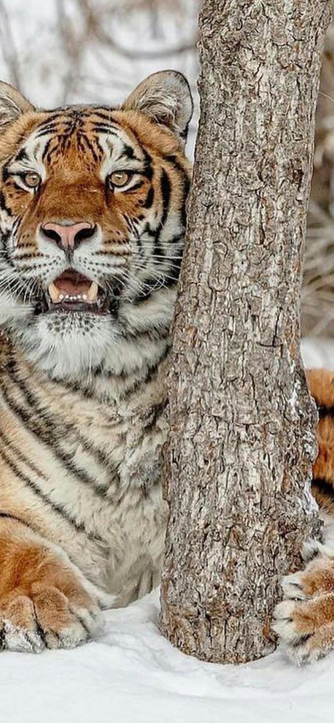 1284x2778  Котенок в отражении тигр - 68 фото