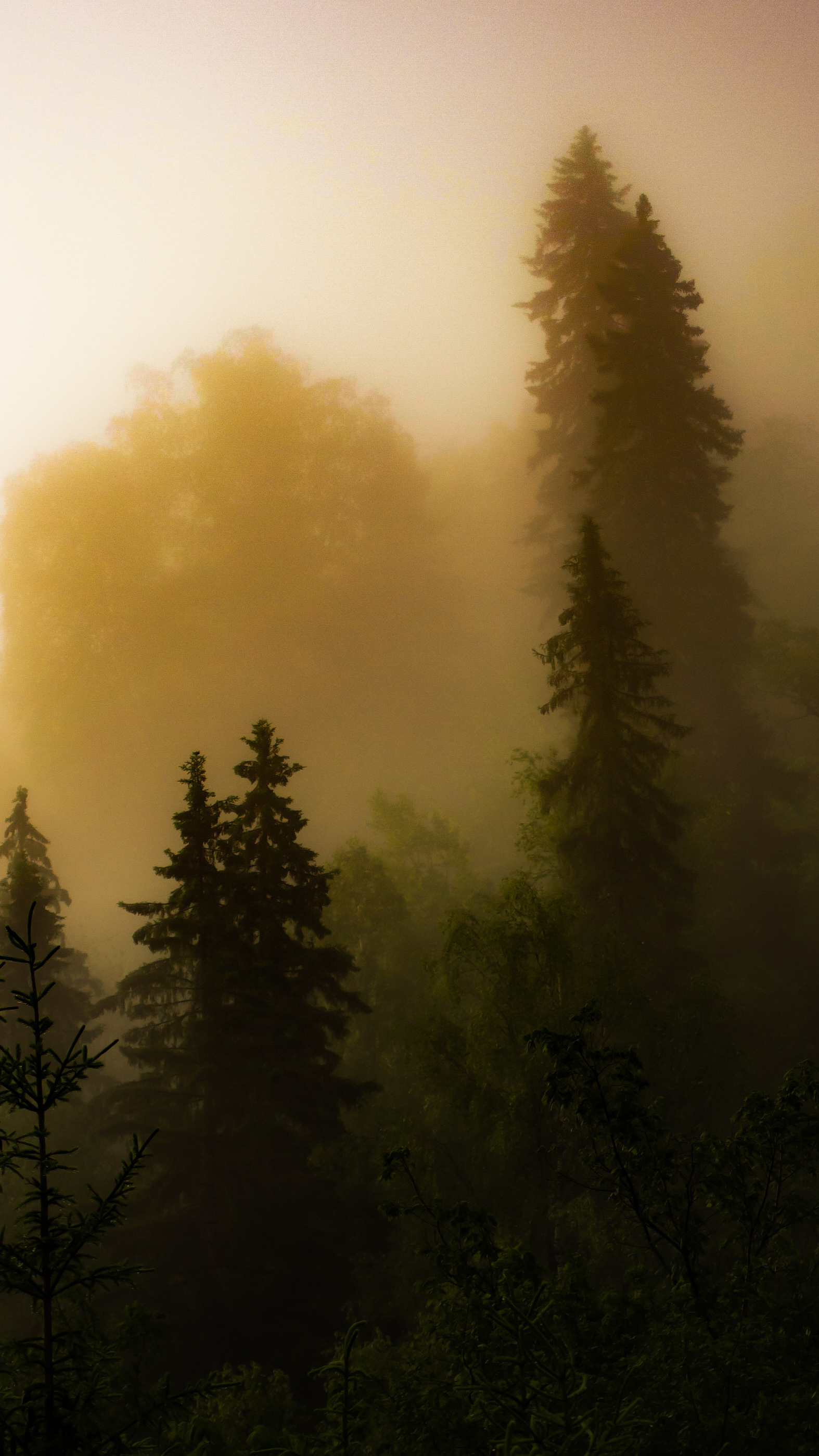 1574x2798  На телефон (обойное:) | Пикабу