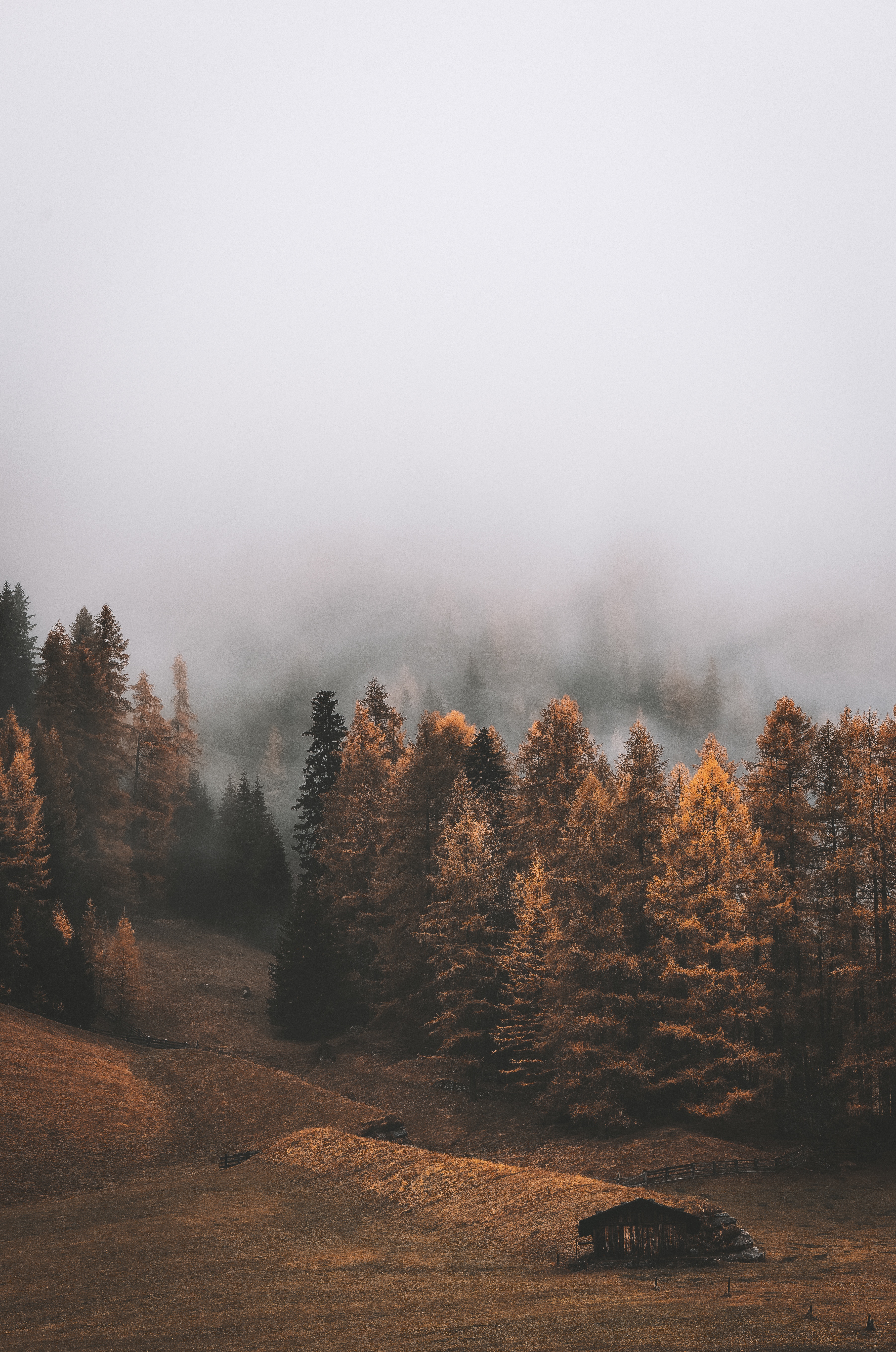 3605x5438  Mobile wallpaper: Autumn, Forest, Fog, Landscape, Nature, Trees, 58744  download the picture for free.