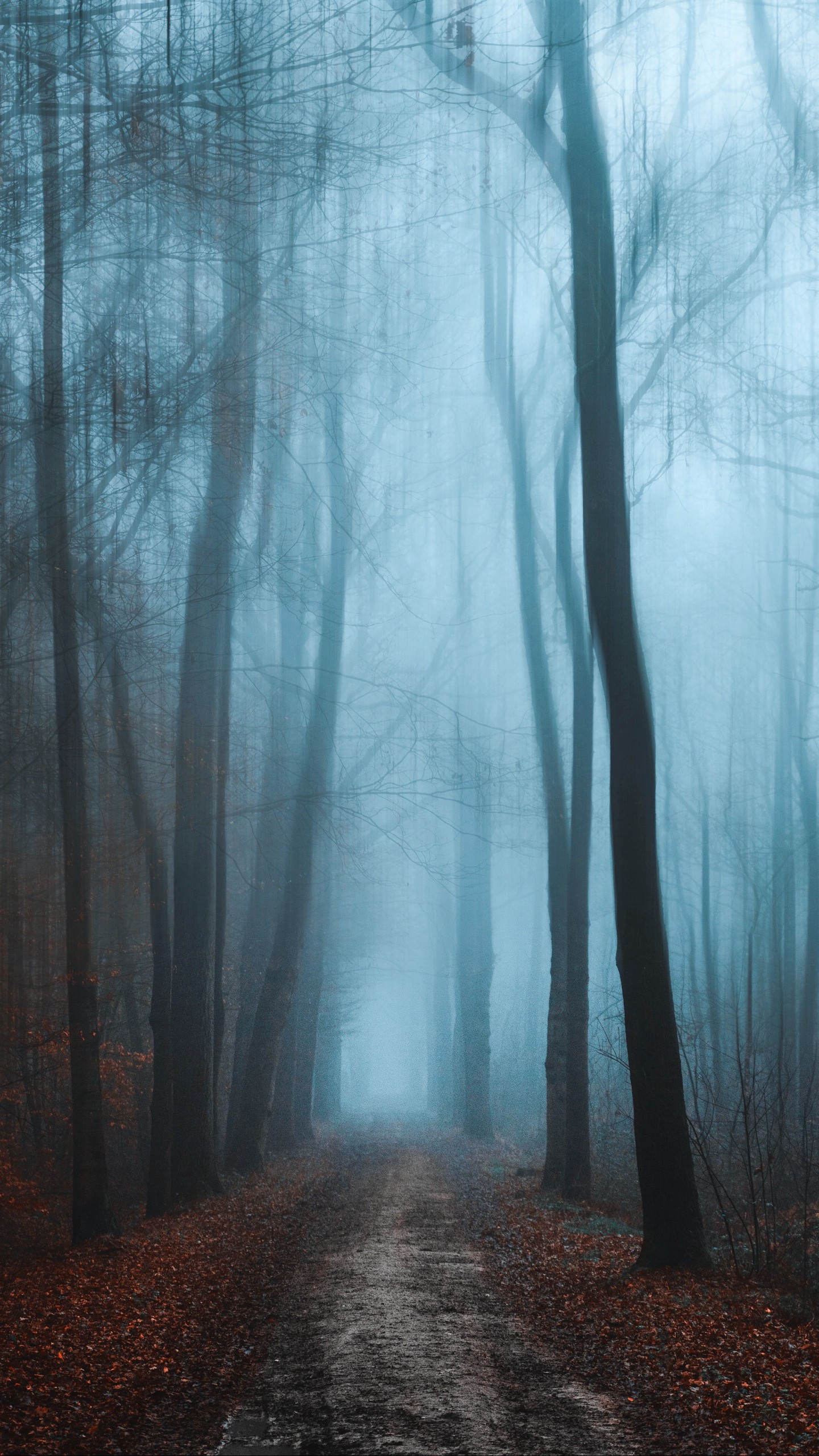 1440x2560  Обои на телефон лес, туман, осень, листва, тропинка - скачать бесплатно в  высоком качестве из категории \"Природа\"