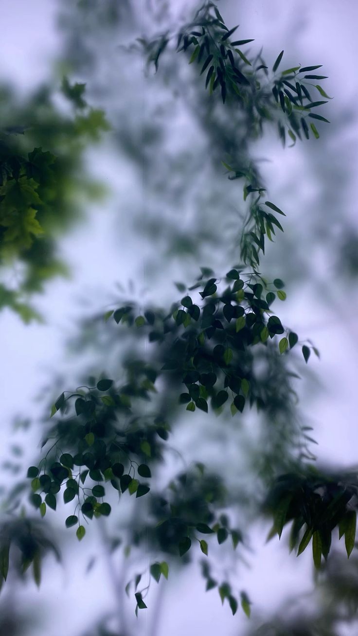 736x1308  Обои на телефон. Растения. Туман в 2023 г | Растения, Обои, Туман