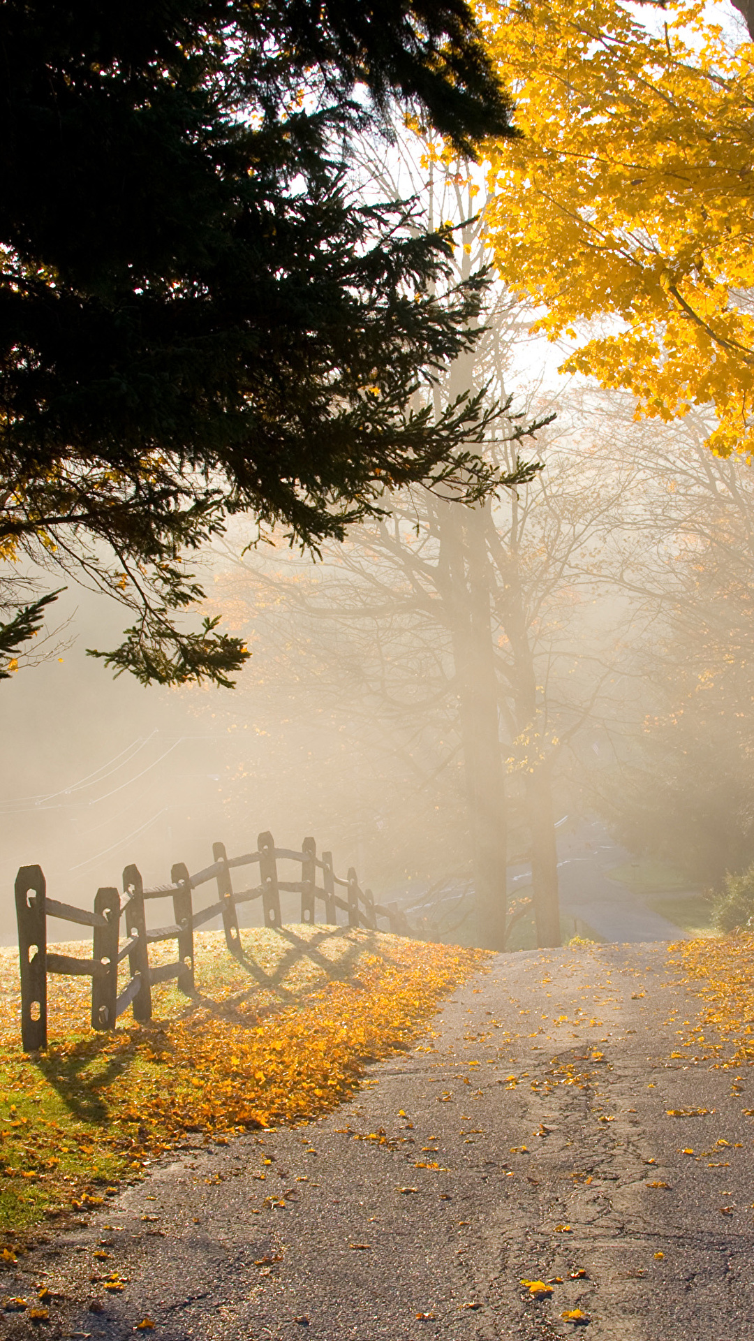 1080x1920  Обои для рабочего стола тумане осенние Природа Парки 1080x1920