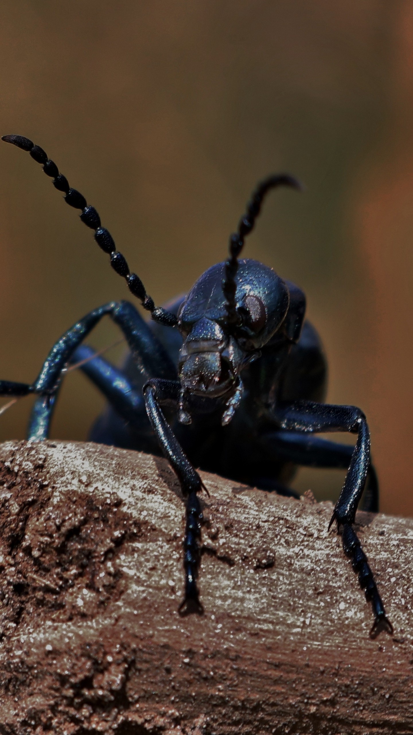 1440x2560  Обои на телефон жук, насекомое, усы - скачать бесплатно в высоком качестве  из категории \"Макро\"