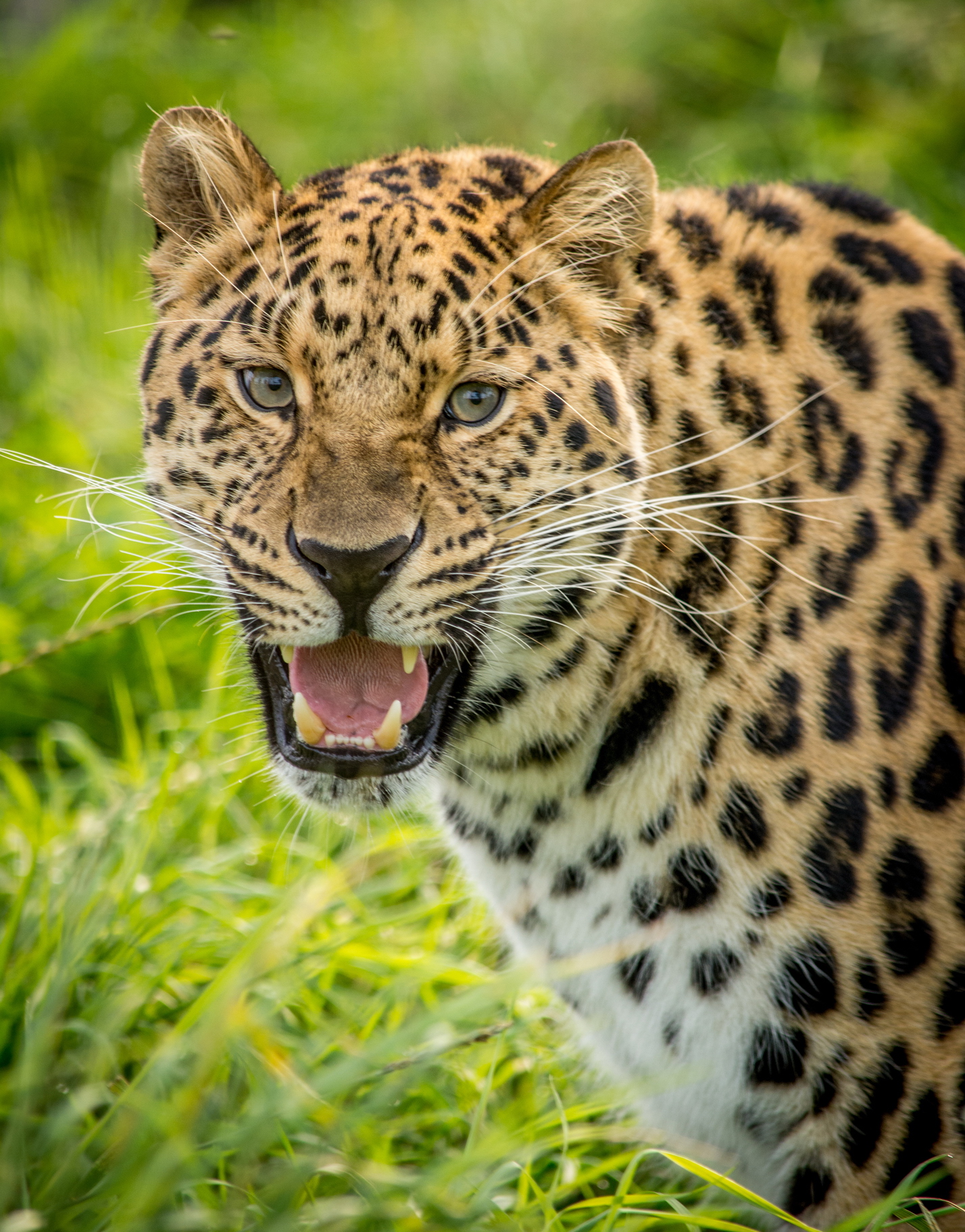 1428x1823  Фото Леопарды Большие кошки Оскал Усы Вибриссы Животные