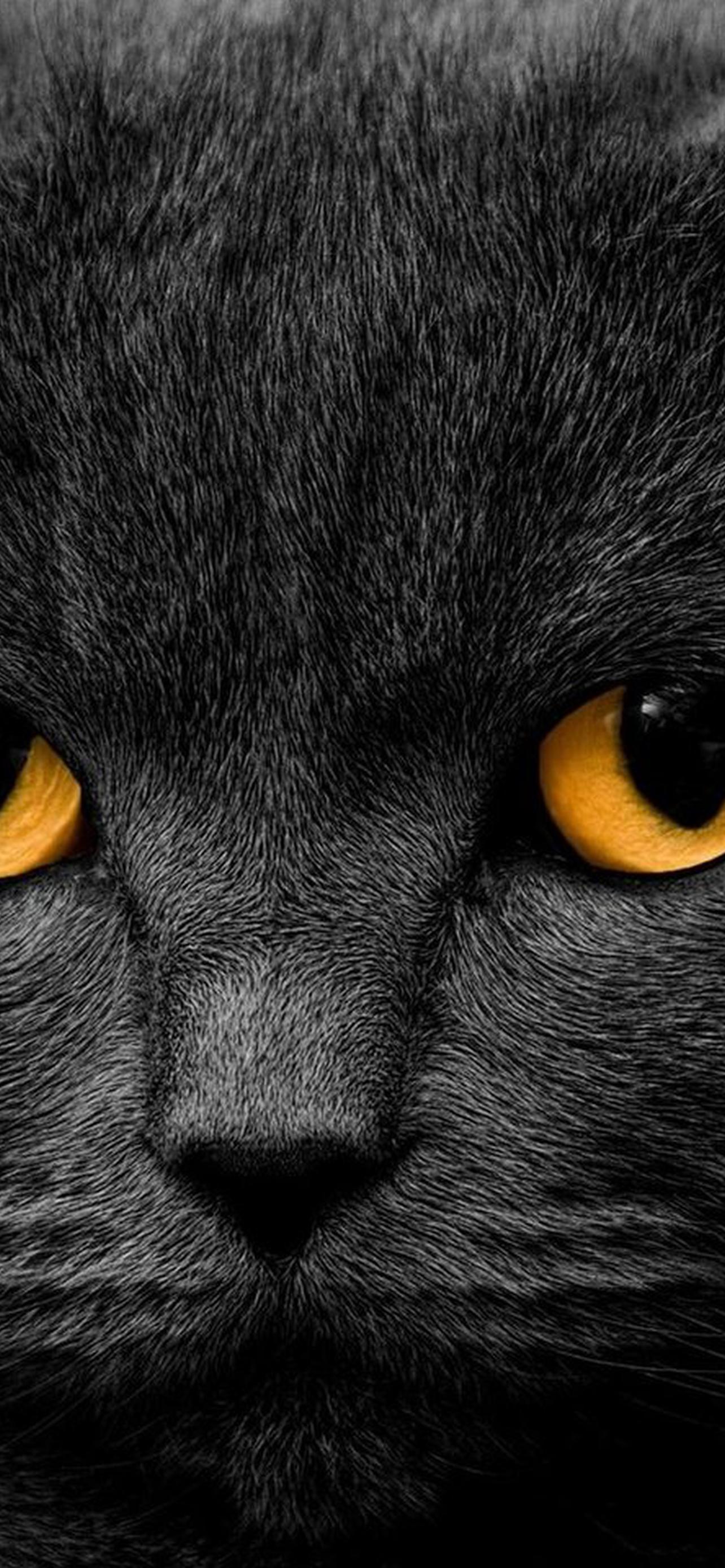 1284x2778  Усы обои на телефон [39+ изображений]