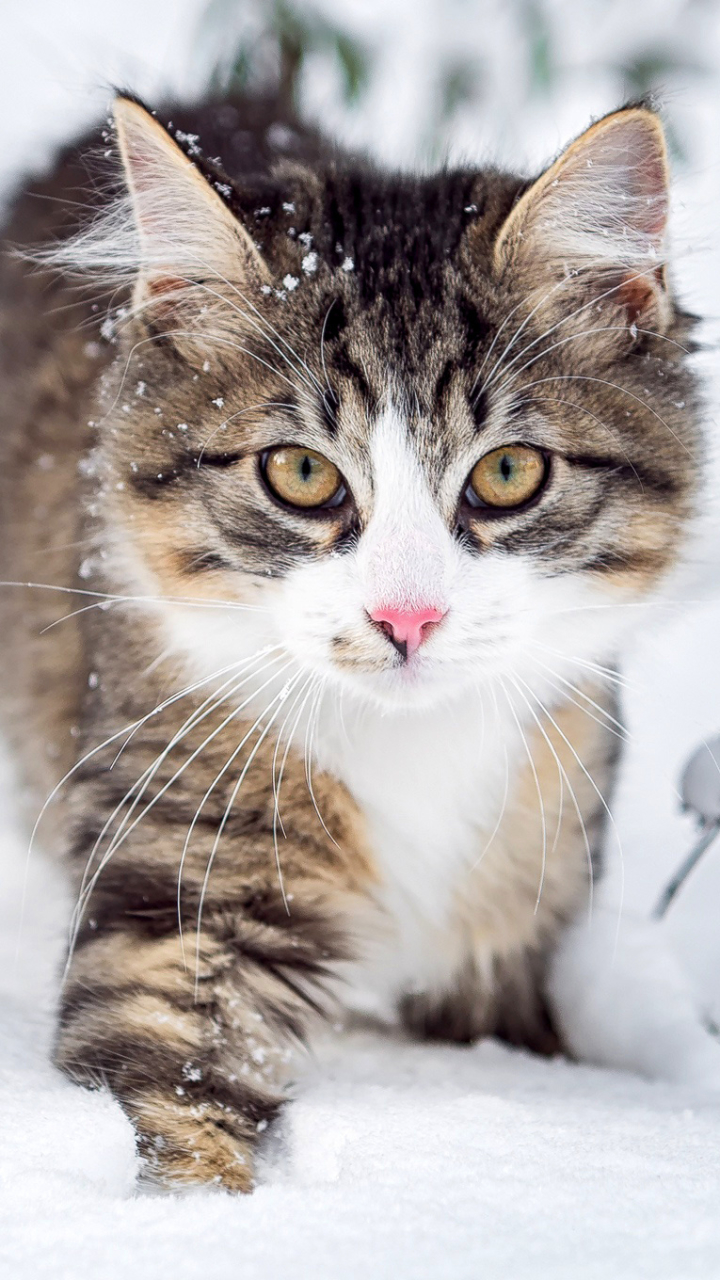 720x1280  Обои на телефон: Животные, Зима, Снег, Пушистый, Кошка, Усы, Кошки, 1125752  скачать картинку бесплатно.