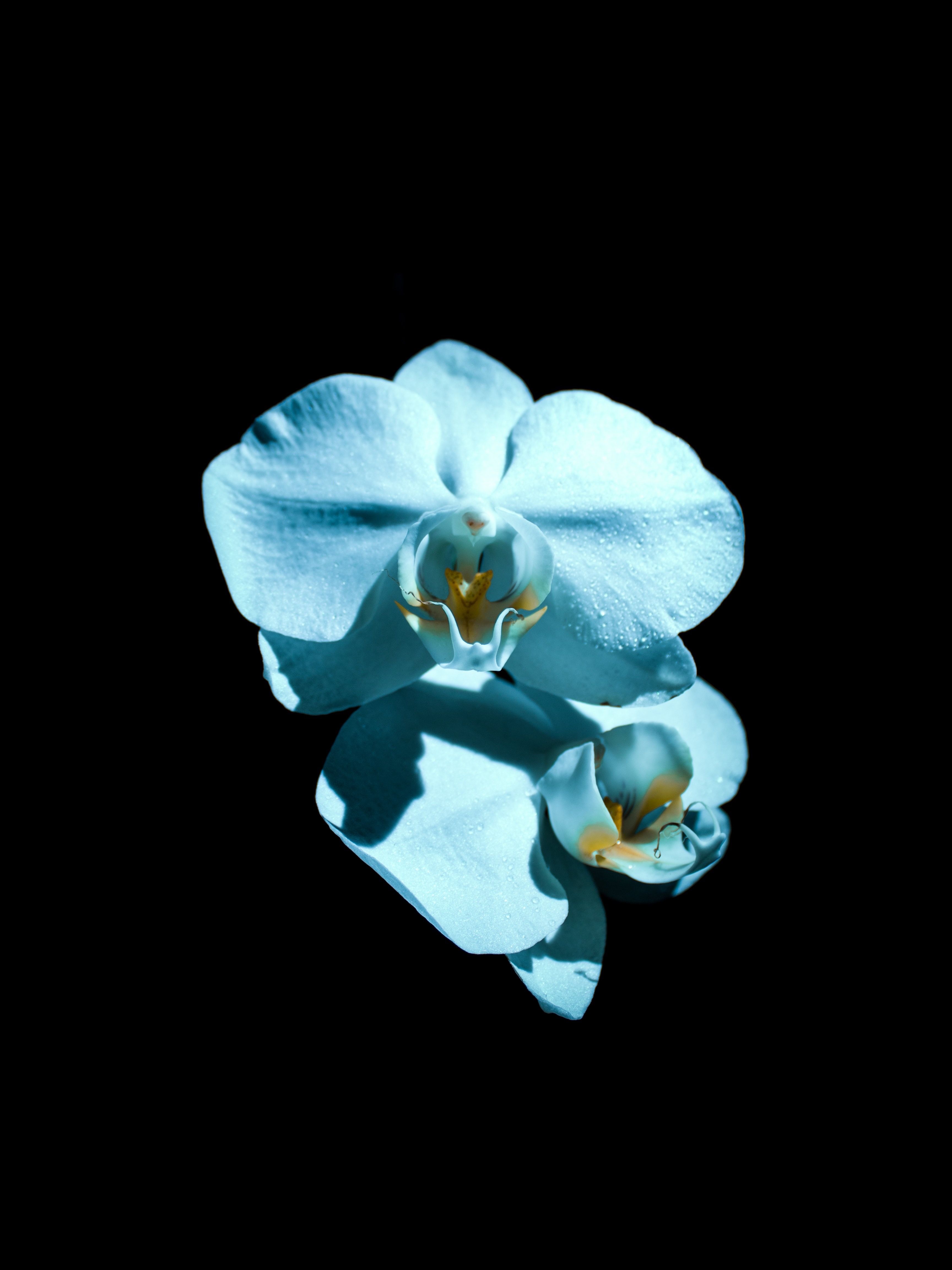 3456x4608  Blue flower Apple Watch wallpaper | Голубой цветок обои Apple Watch | Цветок,  Абстрактные картины, Обои