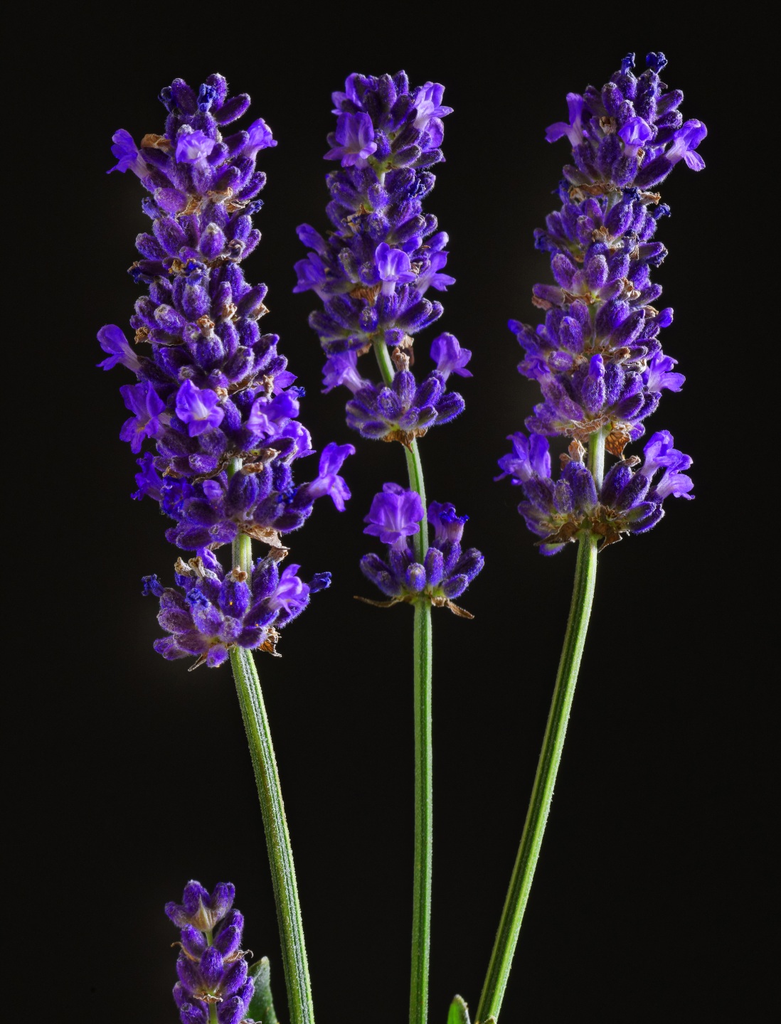 1098x1440  Фотография цветок Лаванда вблизи на черном фоне 1098x1440