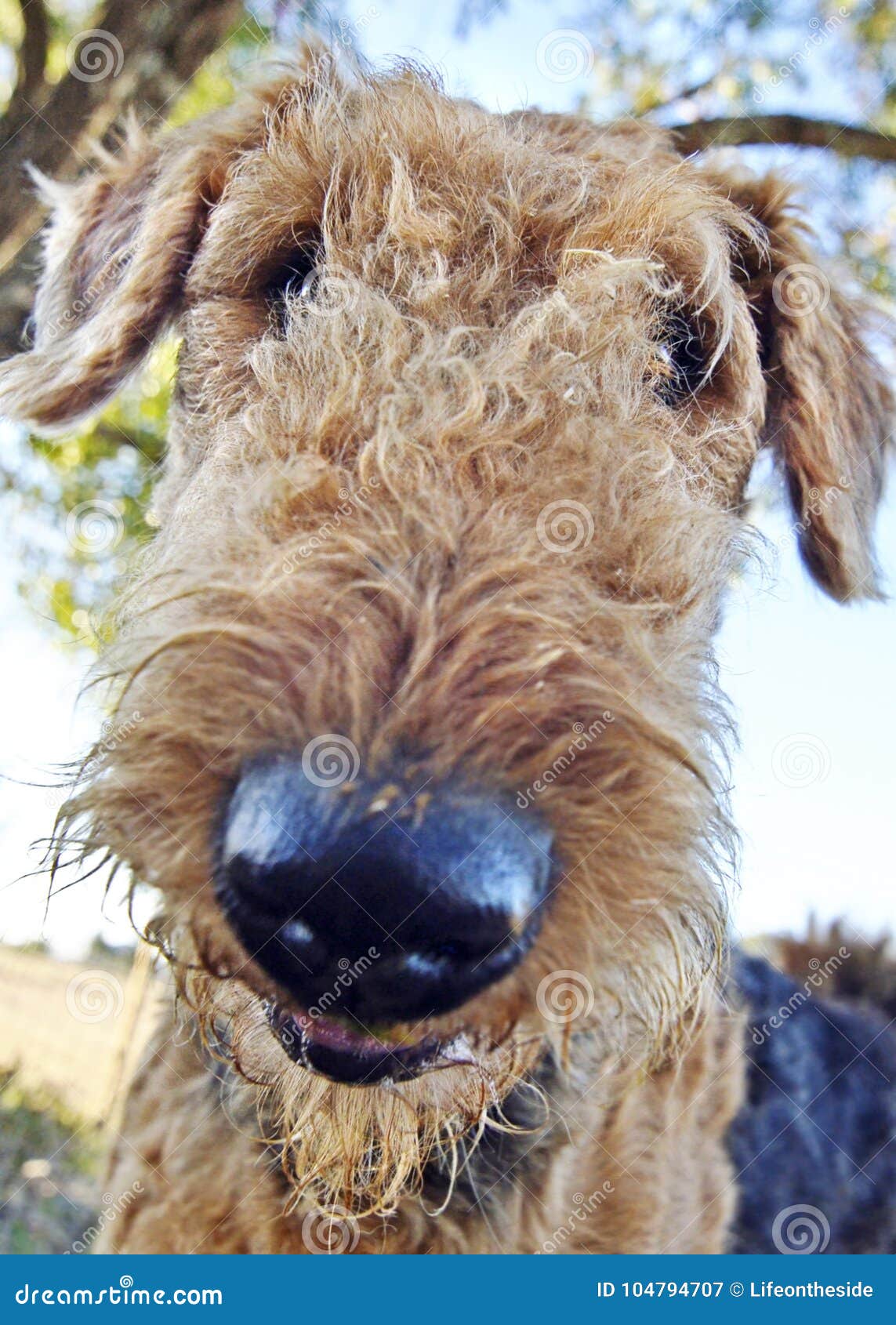 1143x1690  Смешная пушистая предпосылка обоев телефона Selfie собаки Стоковое  Изображение - изображение насчитывающей собач, милашка: 104794707