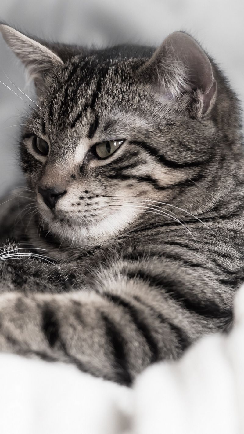 800x1420  Скачать 800x1420 коты, котенок, пара, полосатые обои, картинки iphone  se/5s/5c/5 for parallax