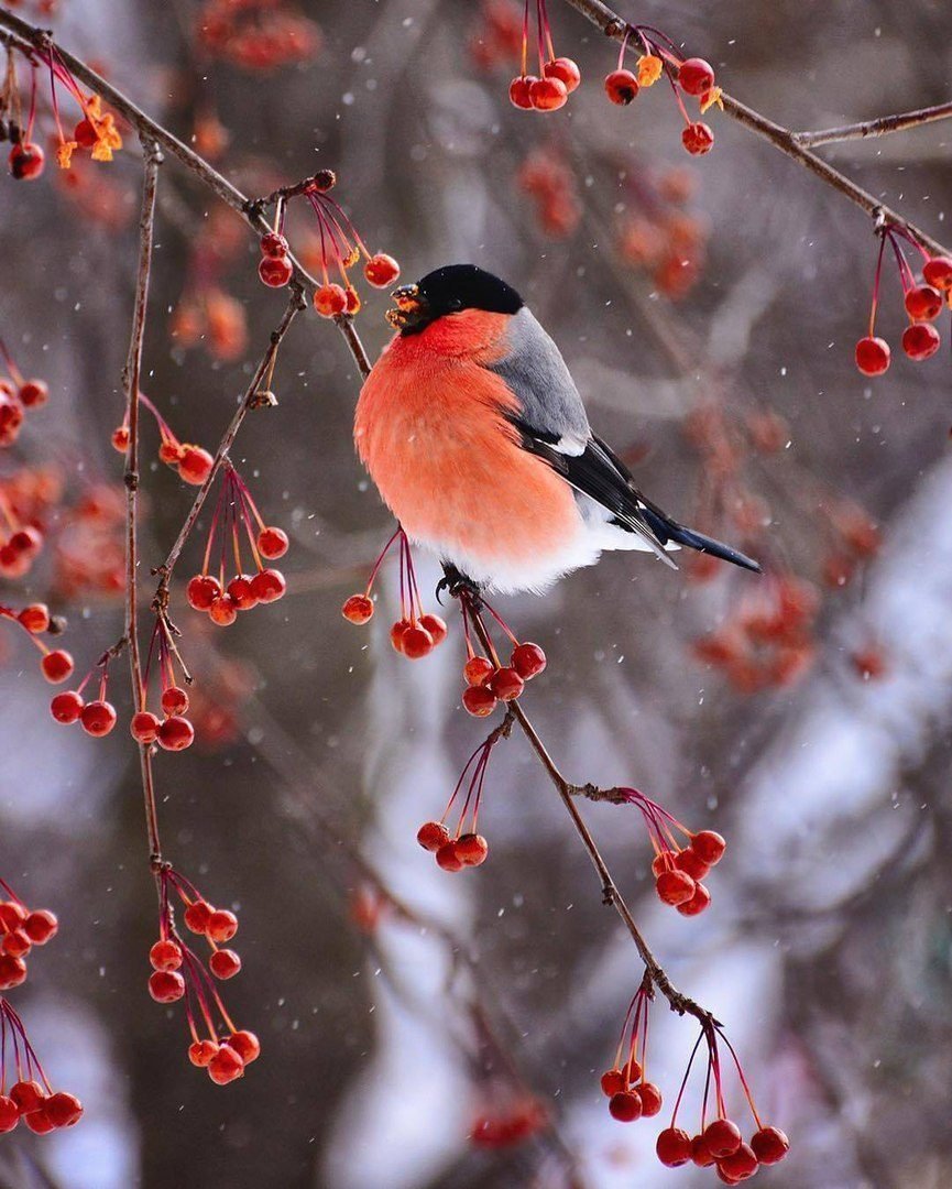 865x1080  Картинки снегирей - 64 фото
