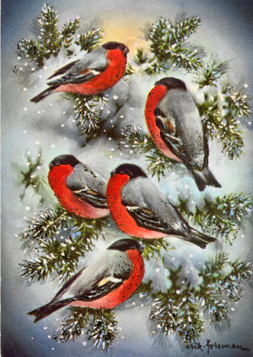 808x1141  Снегири - Картинка на телефон / Обои на рабочий стол №917971